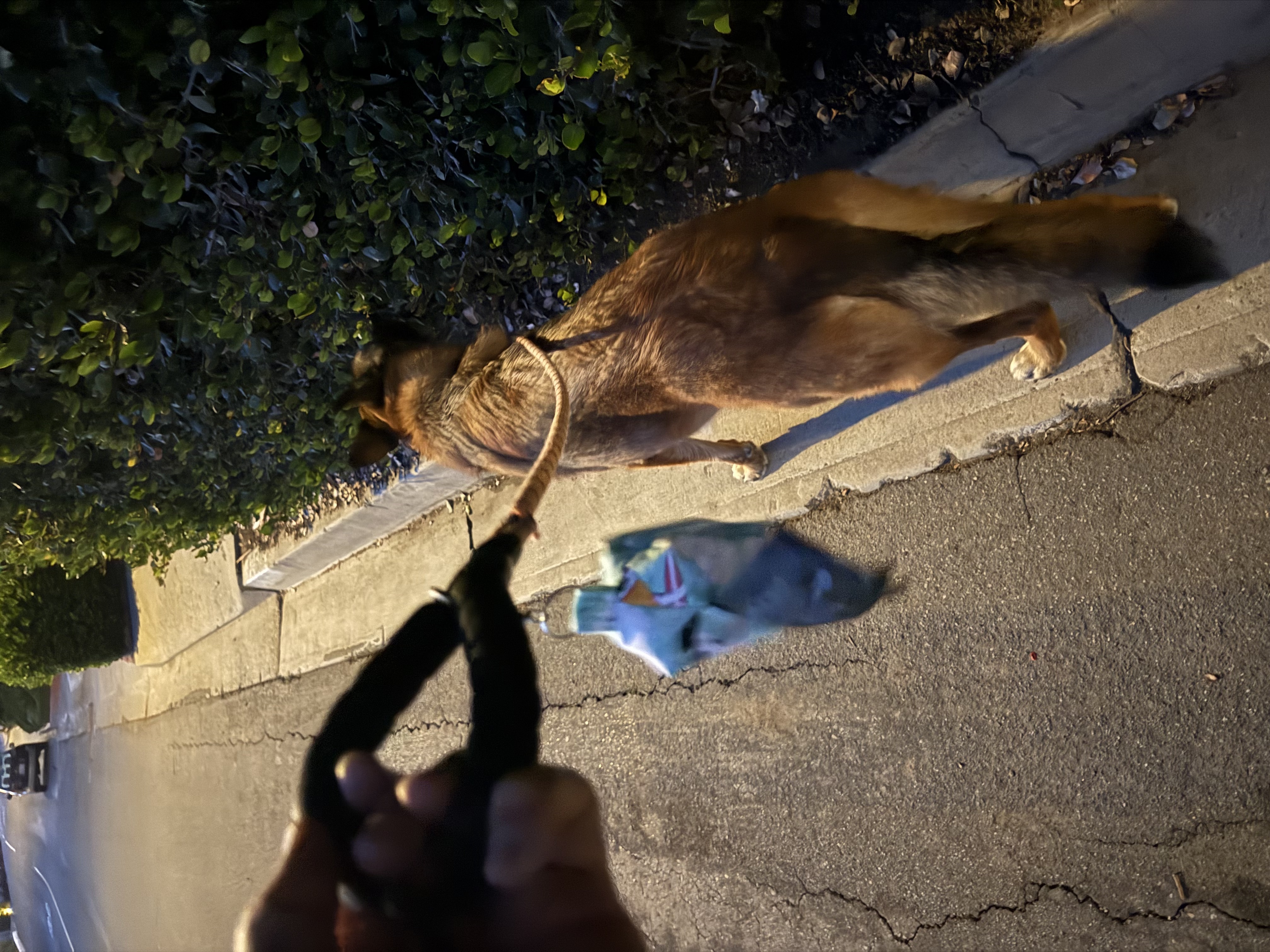 My dad's photo from a walk with Jake, the surfing dogs poop bag holder clipped to the leash